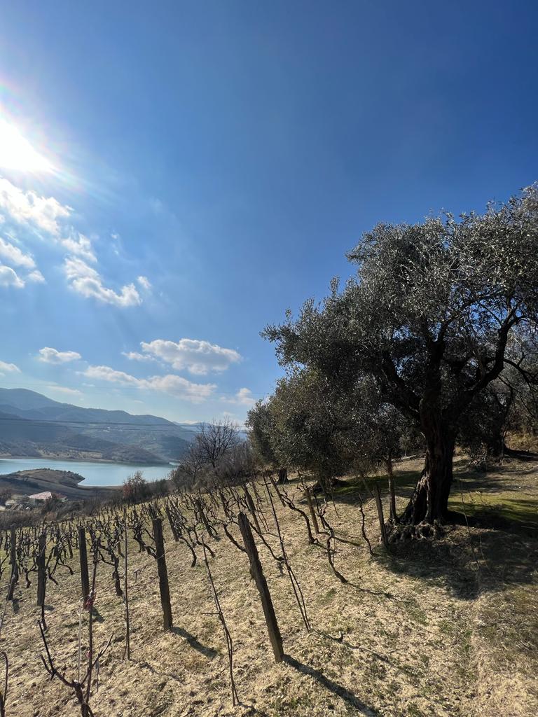 WhatsApp Image 2025-11-07 at 12.43.07_6a629475